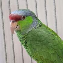 Thumbnail photo of Giles #2