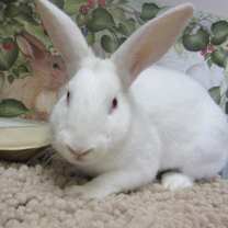 Thumbnail photo of Clover #1