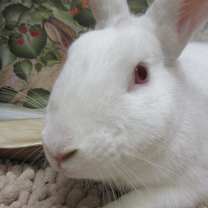 Thumbnail photo of Clover #2