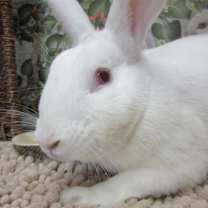 Thumbnail photo of Clover #3