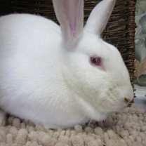 Thumbnail photo of Clover #4