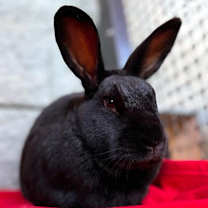 Thumbnail photo of Torvi #1