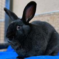 Thumbnail photo of Paul Bunnyon #1