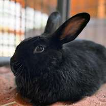 Thumbnail photo of Coal #1