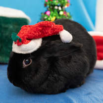Thumbnail photo of Coal #3