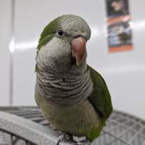 Thumbnail photo of Joe #1
