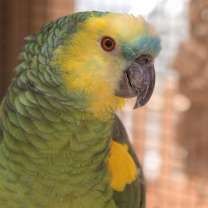 Thumbnail photo of Rico #1