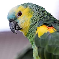 Thumbnail photo of Rico #3