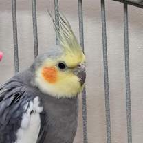 Thumbnail photo of Alphie #1