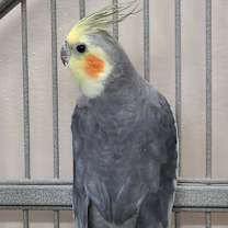 Thumbnail photo of Alphie #2