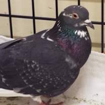 Thumbnail photo of Petey 259 #2