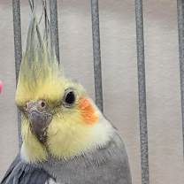 Thumbnail photo of Alphie #3
