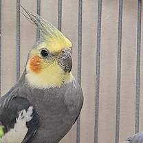 Thumbnail photo of Alphie #4