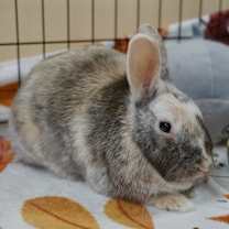 Thumbnail photo of Capri Sun #2