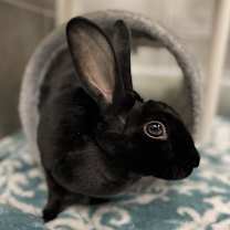 Thumbnail photo of JET in FOSTER #1