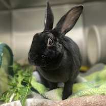 Thumbnail photo of JET in FOSTER #3