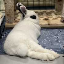 Thumbnail photo of Shadow #2