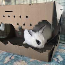 Thumbnail photo of Shadow #4