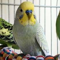 Thumbnail photo of Gimlet #2