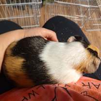 Thumbnail photo of Wilsan #3