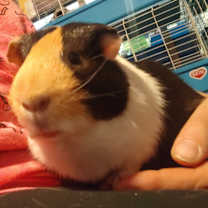 Thumbnail photo of Wilsan #4