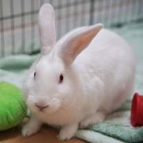 Thumbnail photo of Dribble #2