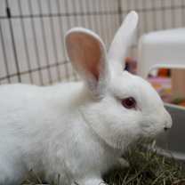 Thumbnail photo of Dribble #3