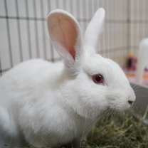 Thumbnail photo of Dribble #4