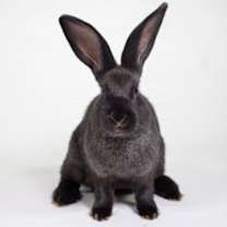 Thumbnail photo of Slinky #2