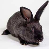 Thumbnail photo of Slinky #3