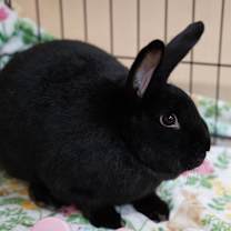 Thumbnail photo of Dill #1