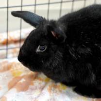 Thumbnail photo of Dill #2