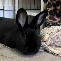 Thumbnail photo of Dill #3