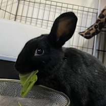 Thumbnail photo of Dill #4