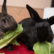 Thumbnail photo of Coal #4