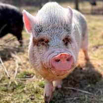 Thumbnail photo of Gracie #1