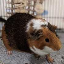 Thumbnail photo of Walter #2