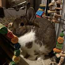 Thumbnail photo of Olive #4