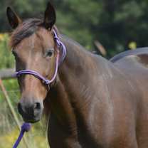 Thumbnail photo of Maggie #4