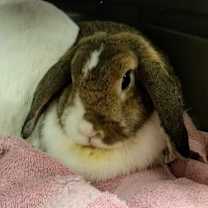 Thumbnail photo of Forever in Our Care: Candy #1