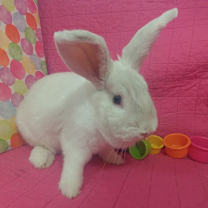 Thumbnail photo of Imogene #1