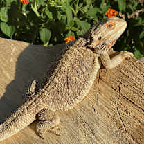 Thumbnail photo of Midge #2