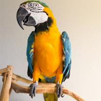 Thumbnail photo of Bob #1