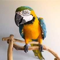 Thumbnail photo of Bob #2