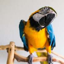 Thumbnail photo of Bob #3