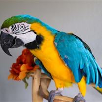 Thumbnail photo of Bob #4
