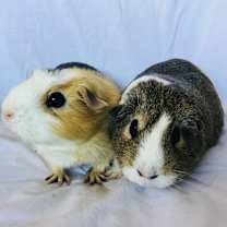 Thumbnail photo of SasGirl( Bonded to Sumna) #1