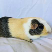 Thumbnail photo of SasGirl( Bonded to Sumna) #2
