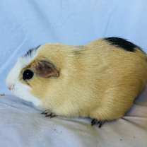 Thumbnail photo of SasGirl( Bonded to Sumna) #3