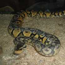 Thumbnail photo of Ball Pythons (4) #1